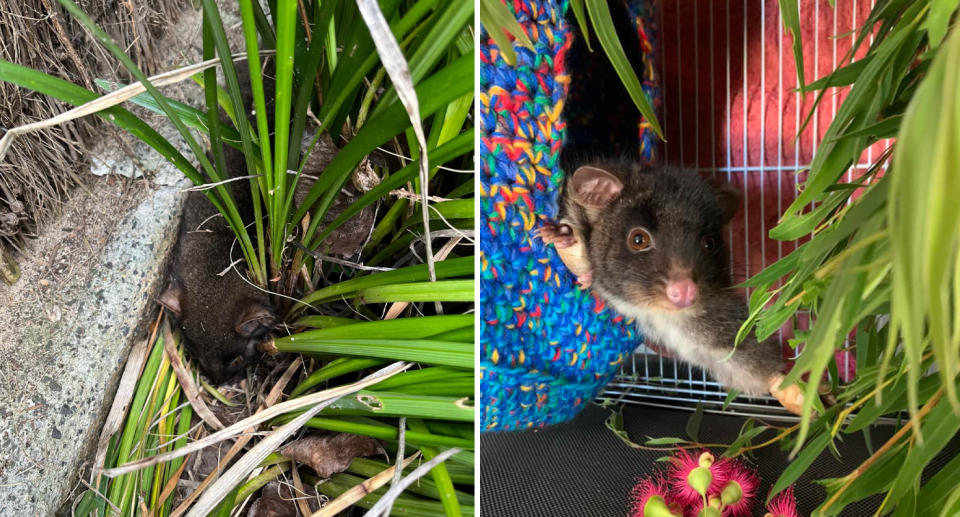 western ringtail possum