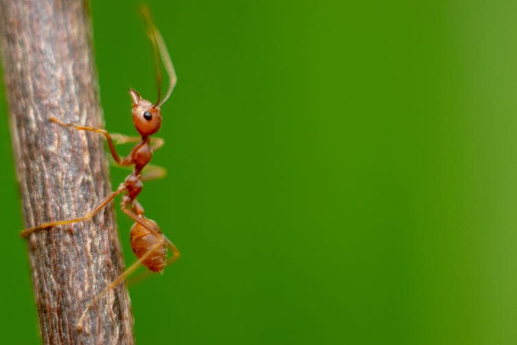 <span class="caption">Fire ant.</span> <span class="attribution"><a class="link " href="https://www.shutterstock.com/image-photo/fire-ant-on-branch-nature-green-1084620884" rel="nofollow noopener" target="_blank" data-ylk="slk:Shutterstock;elm:context_link;itc:0;sec:content-canvas">Shutterstock</a></span>