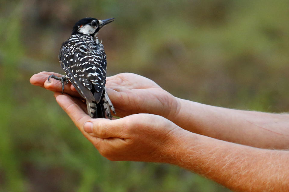 FILE - In this July 30, 2019, file photo, a red-cockaded woodpecker looks to a biologist as it is released back into in a long leaf pine forest at Fort Bragg in North Carolina. A bird declared endangered in 1970 -- the red-cockaded woodpecker, which taps pine sap to protect babies from snakes and gets its sons to help care for the next clutch of nestlings -- has recovered enough to relax federal protection, officials said Friday, Sept. 25, 2020. (AP Photo/Robert F. Bukaty, File)