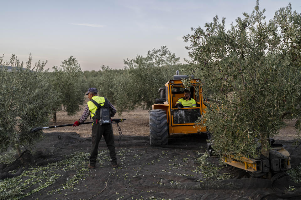 Jornaleros trabajan en la cosecha de aceitunas en la localidad sureña de Quesada, una población rural en el olivar español, el viernes 28 de octubre de 2022. España, el mayor productor de aceitunas del mundo, ha visto caer su producción de este año debido a los cambios meteorológicos provocados por el calentamiento global. Un verano extremadamente cálido y seco que mermó los embalses y provocó incendios forestales amenaza ahora al más emblemático de sus cultivos. (AP Foto/Bernat Armangue)