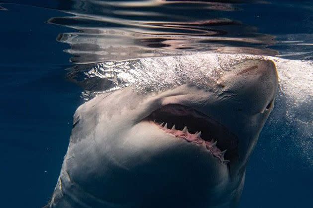 <p>Rencontre entre le photographe Euan Rannachan et le grand requin blanc, en Guadeloupe.</p>