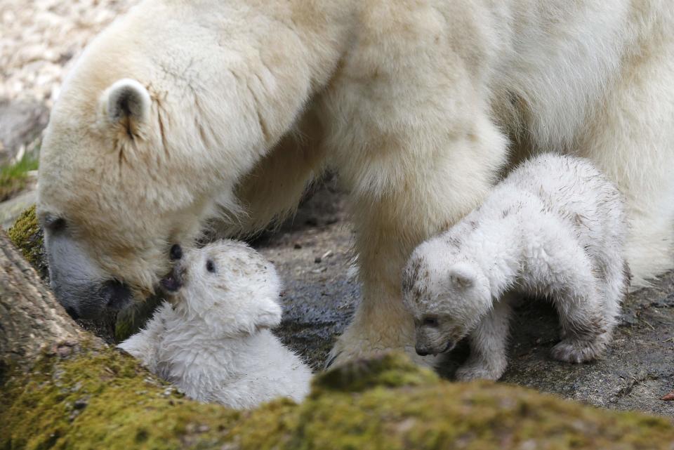 Twin polar bear cubs stand with their mother Giovanna in their enclosure at Tierpark Hellabrunn in Munich