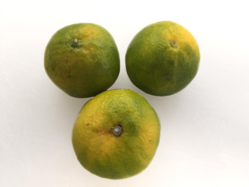 The green satsumas look like limes (Tesco)