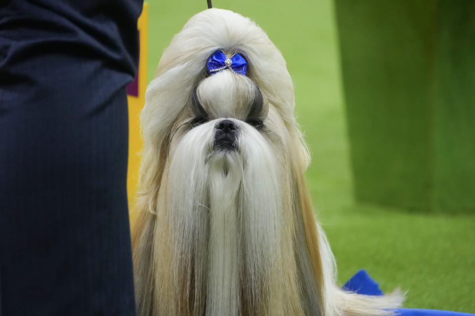 Comet, winner of the Toy Group competes during the 148th Annual Westminster Kennel Club Dog Show - Best In Show at Arthur Ashe Stadium on May 14, 2024 in Queens, New York.