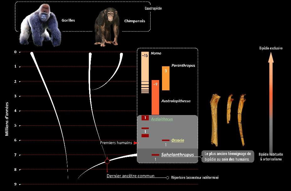 Humanity separated from the chimpanzee group during the recent Miocene, most probably between 10 and 7 millions of years before present. This divergence resulted in very distinct morphologies: the limb bones, for example, present differences notably linked to a quadrupedal locomotion for chimpanzees and a bipedal locomotion for extant humans.
 (Franck Guy/ PALEVOPRIM/ CNRS / University of Poitiers)