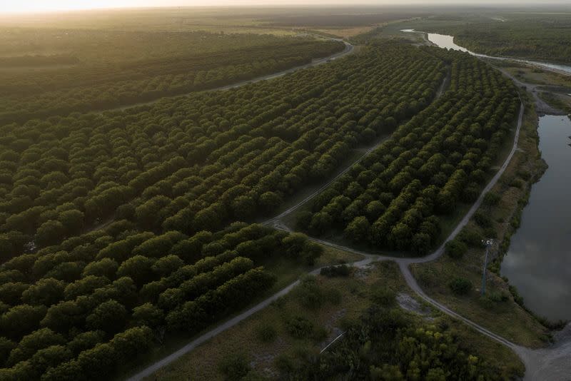 FILE PHOTO: Heavenly Farms pecan orchard in Eagle Pass, Texas