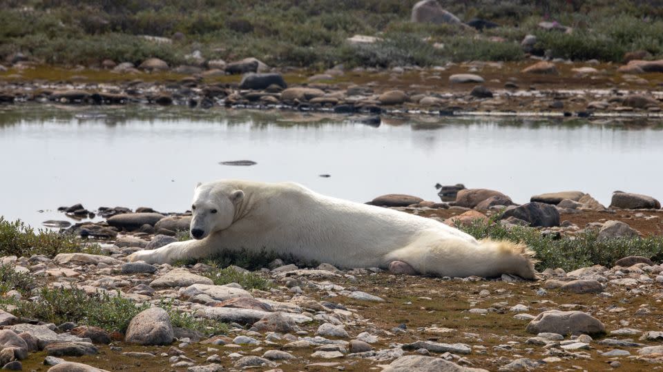 A male polar bear rests during a Tundra Buggy ride into the Churchill Wildlife Management Area in August. People have to learn to co-exist with polar bears in Churchill, where some of them stay waiting for sea ice to refreeze. - Alex Cupeiro/Fronters North Adventures