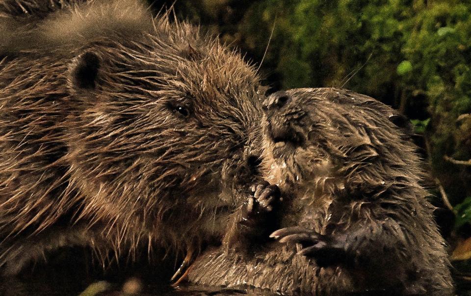 Beavers at Cabilla