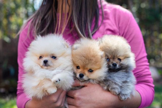 Facts About Teacup Dog Breeds Prospective Buyers Should Know - PetHelpful