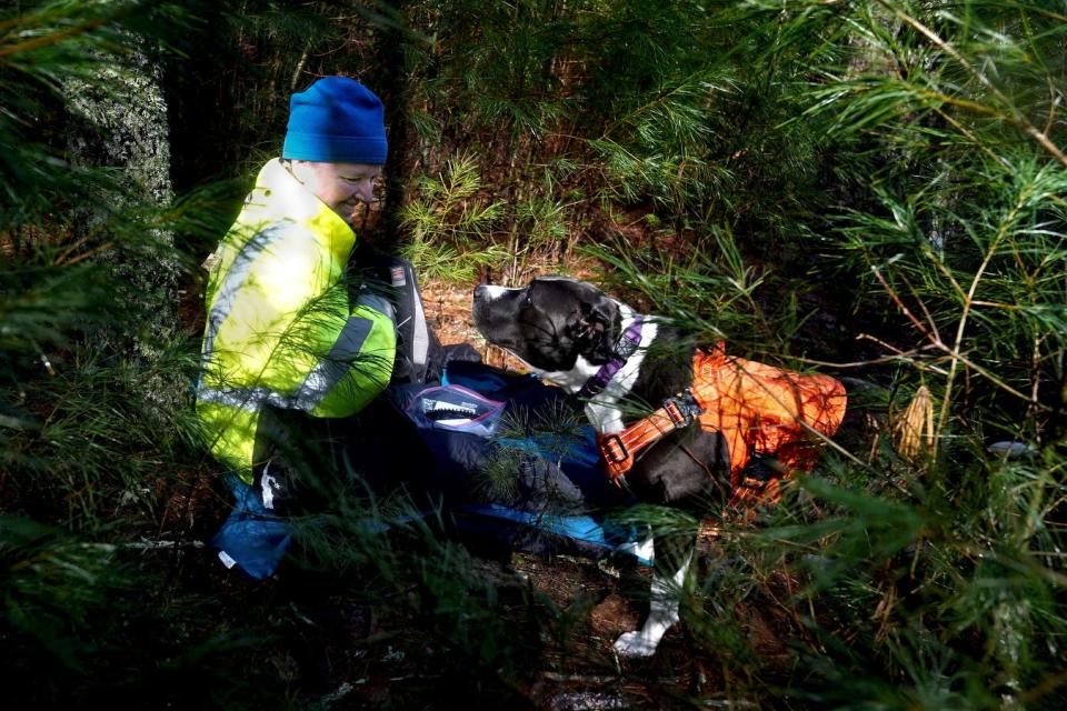 Pit bull mix Eloise locates her quarry, Rhode Island Canine Search and Rescue volunteer Beth Fitzpatrick, who had been hiding in the Exeter woods as a human scent training target.