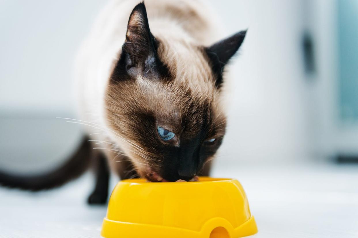 cat eating from bowl; is raw cat food Salmonella-tainted?