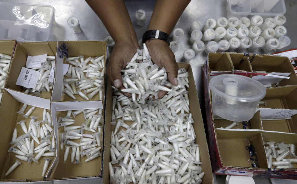 A staff of the Philippine Department of Environment and Natural Resources shows DNA sampling vials containing Tarantulas at their office in metropolitan Manila, Philippines on Wednesday, April 3, 2019. Philippine Customs District Collector Carmelita Talusan said in a statement that 757 live Tarantulas, with an estimated value of P310,000 (about US$6,000), were seized by customs agents at Manila's airport last April 1. The endangered wildlife species were found concealed in gift-wrapped oatmeal and cookie boxes and was shipped from Poland. (AP Photo/Aaron Favila)