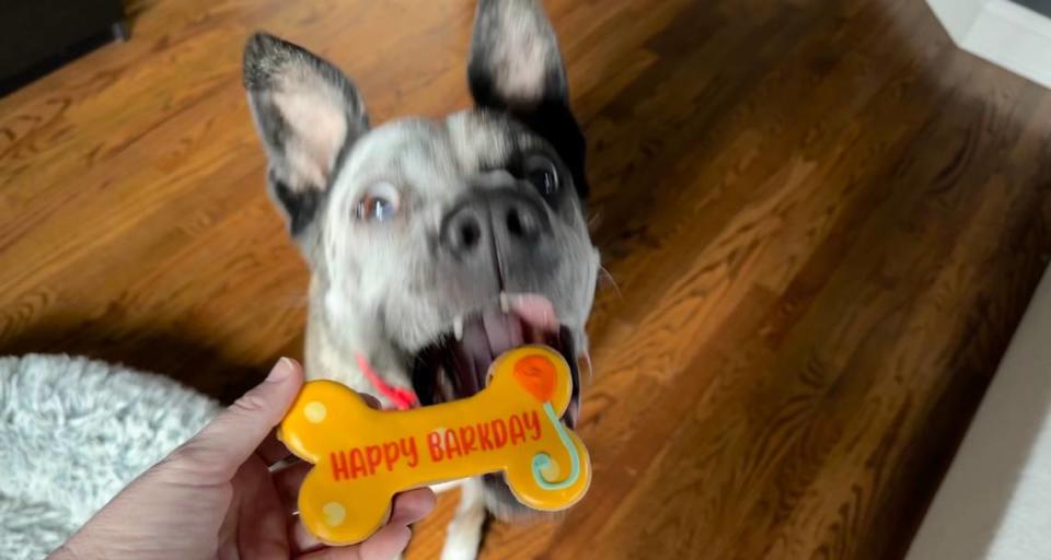 Pet Wants offers a variety of dog treats, including birthday bone cookies.