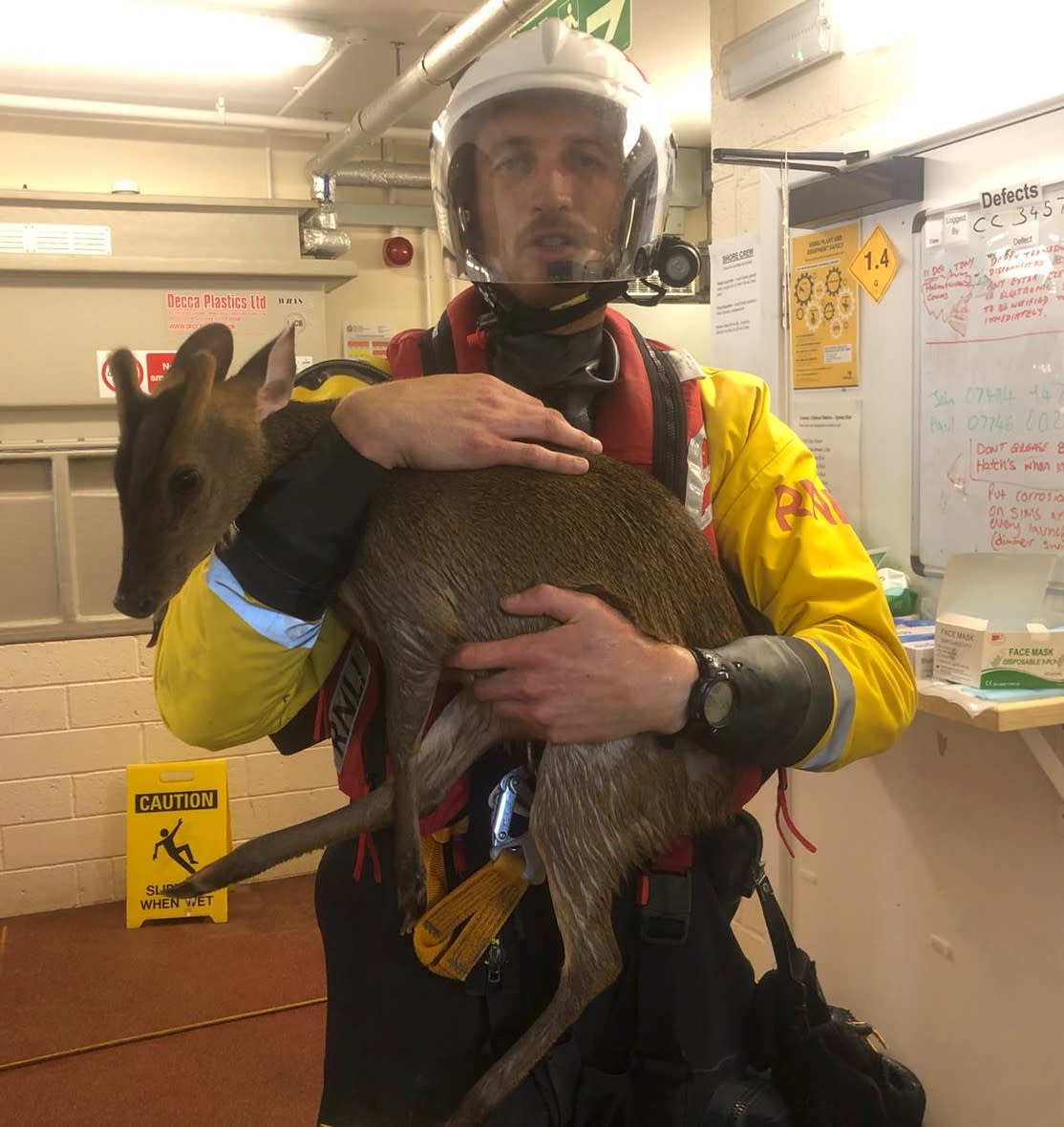 The muntjac deer was saved from the Solent by a lifeboat crew. (Cowes RNLI)