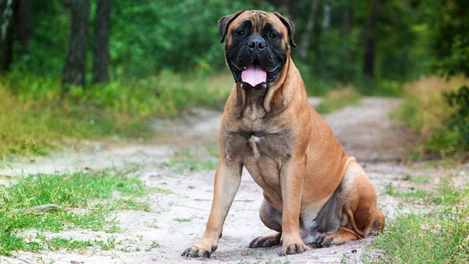 18. Bullmastiff