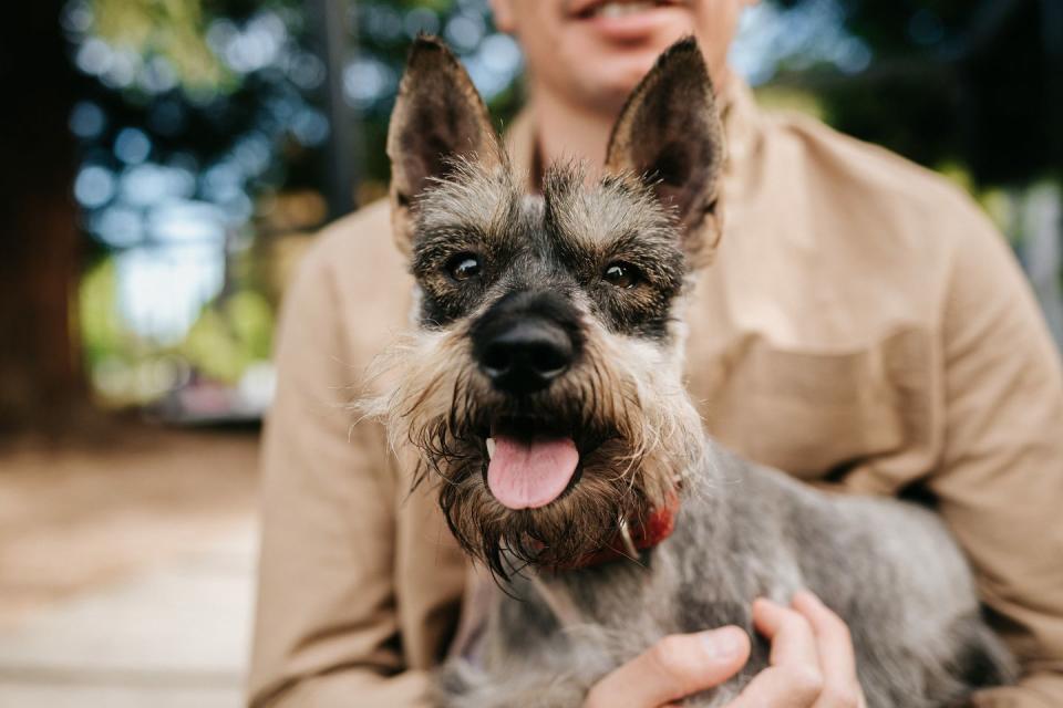 an adult person hugging a panting miniature schnauzer with a long beard and eyebrows in a park with a blurry background