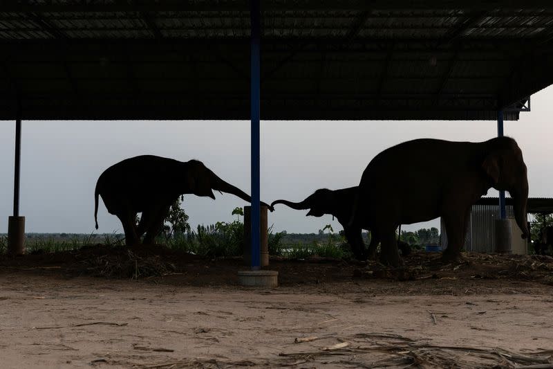 The Wider Image: Streaming to survive: Thailand's out-of-work elephants in crisis