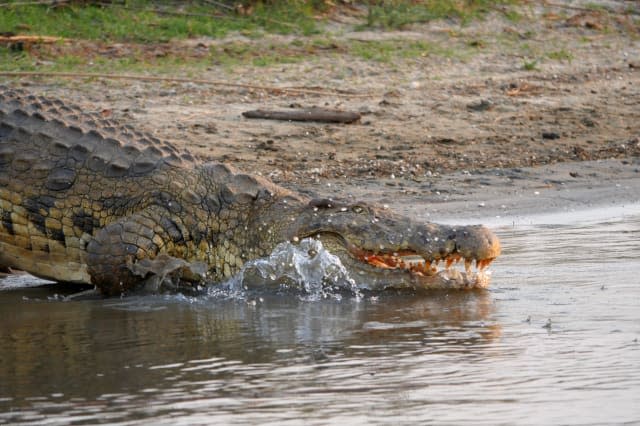 Boy, 10, killed by crocodile in Malawi