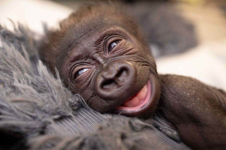 <p>TMX/fort Worth Zoo</p> Jameela, the premature gorilla born at the Fort Worth Zoo in January