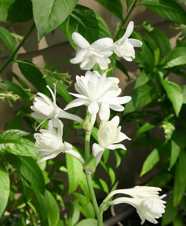 white flowers white flower names