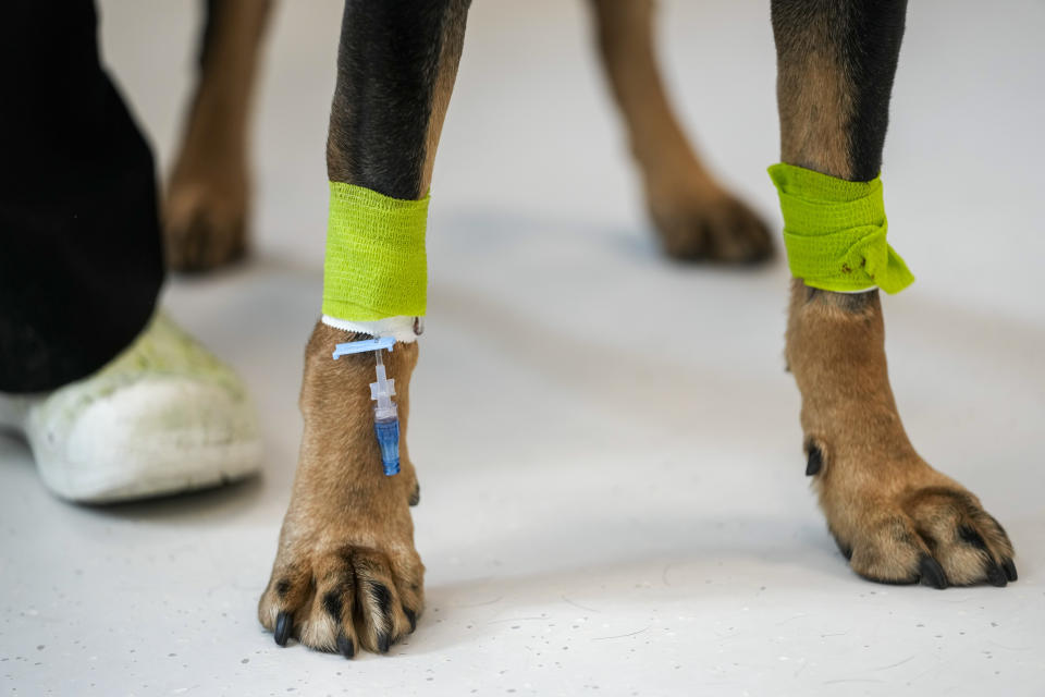 An intravenous line is seen on Aris, a rottweiler mix seeing eye dog as he awaits surgery in the surgery prep area at the Schwarzman Animal Medical Center, Friday, March 8, 2024, in New York. (AP Photo/Mary Altaffer)