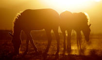 <p>Przewalski’s horses graze at the acclimatization enclosure at the Takhin Tal National Park, part of the Great Gobi B Strictly Protected Area, in south-west Mongolia, June 23, 2017. (Photo: David W. Cerny/Reuters) </p>