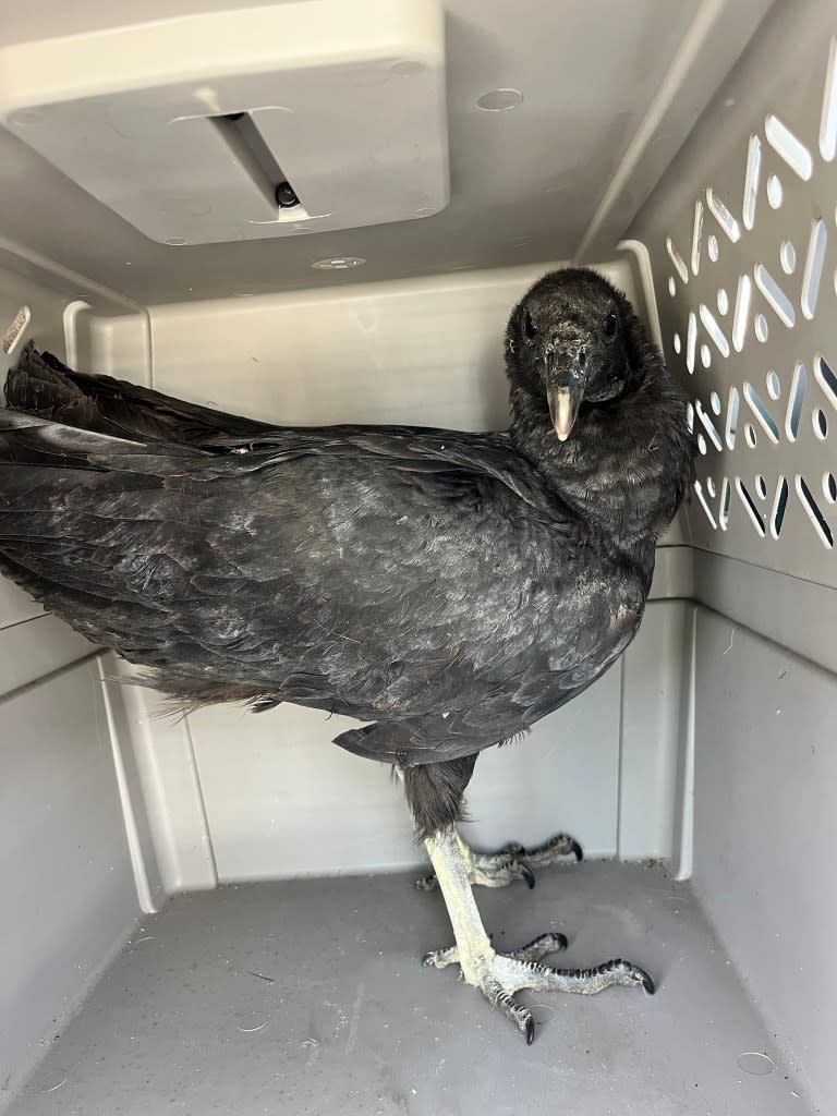 The vultures were returned to the wild. after being treated by animal control. A Place Called Hope / Facebook