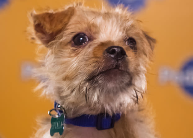 Blitz, an 11-week-old terrier mix, rode a plane, subway and taxi in less than 24 hours to take part in the Puppy Bowl. (Photo by Keith Barraclough/DCL)