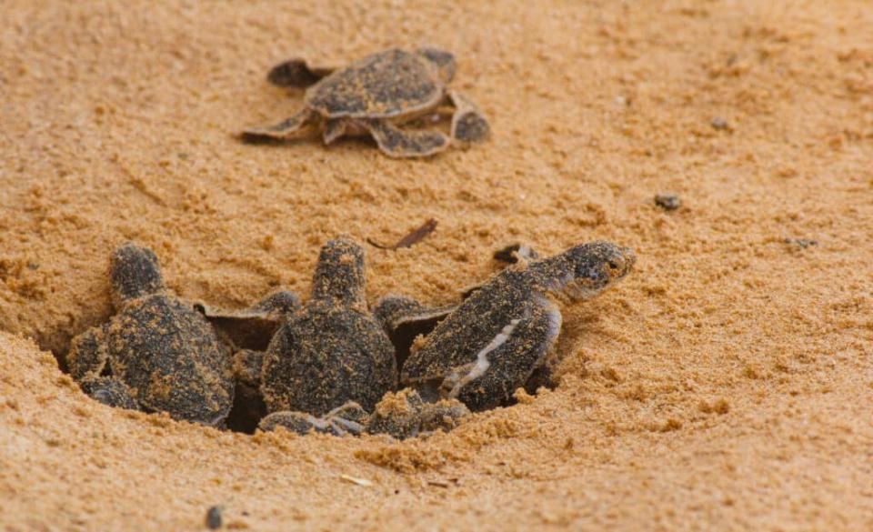 According to the National Oceanic and Atmospheric Administration (NOAA), the temperature of the sand determines the gender of most turtles. (Photo: Adobe Stock)