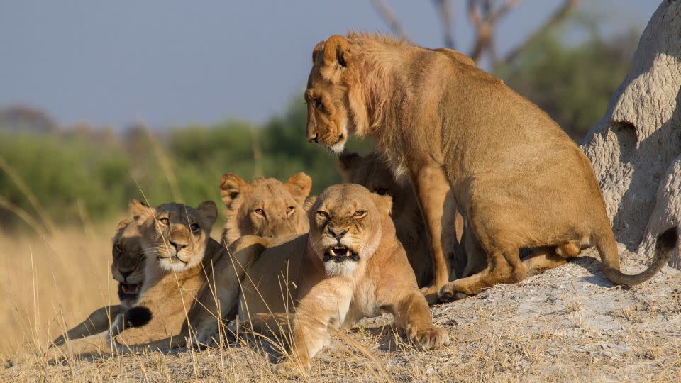 A young male lion stands over a group of females. If you are disturbing a pride, they'll let you know. You'll hear growls and their tails will be raised and swaying. - Robert Muckley/Moment RF/Getty Images