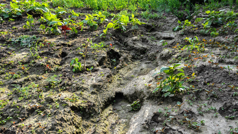 A slope showing eroded soil