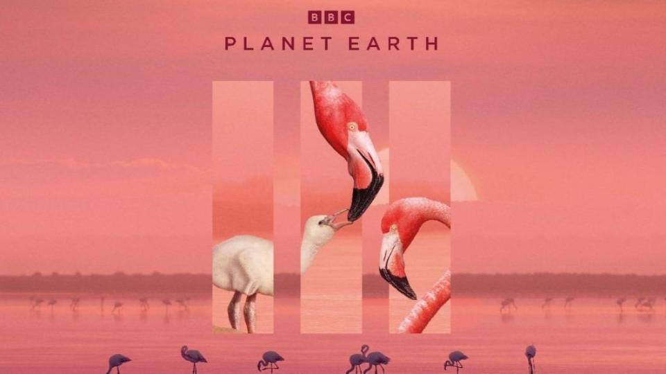 TVBS與BBC Earth合作生態紀錄片（圖／BBC Earth）