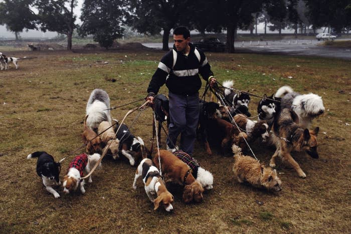 Man walking a large group of various dog breeds on leashes outdoors