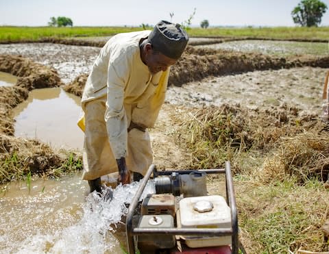 Rice farmer Umar Abu Bakr uses a portable pump to manage the water levels in his paddy fields in Kebbi state, Nigeria - Credit: Thomas Imo