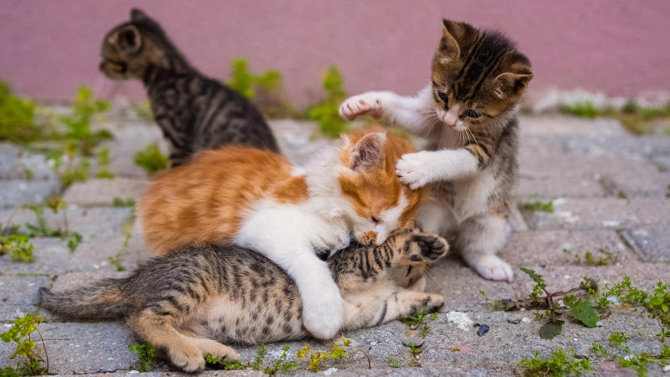 kittens in the street