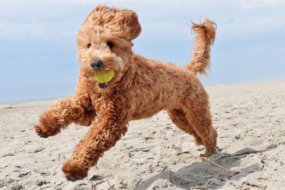 Goldendoodle running on the beach with a tennis ball in his mouth
