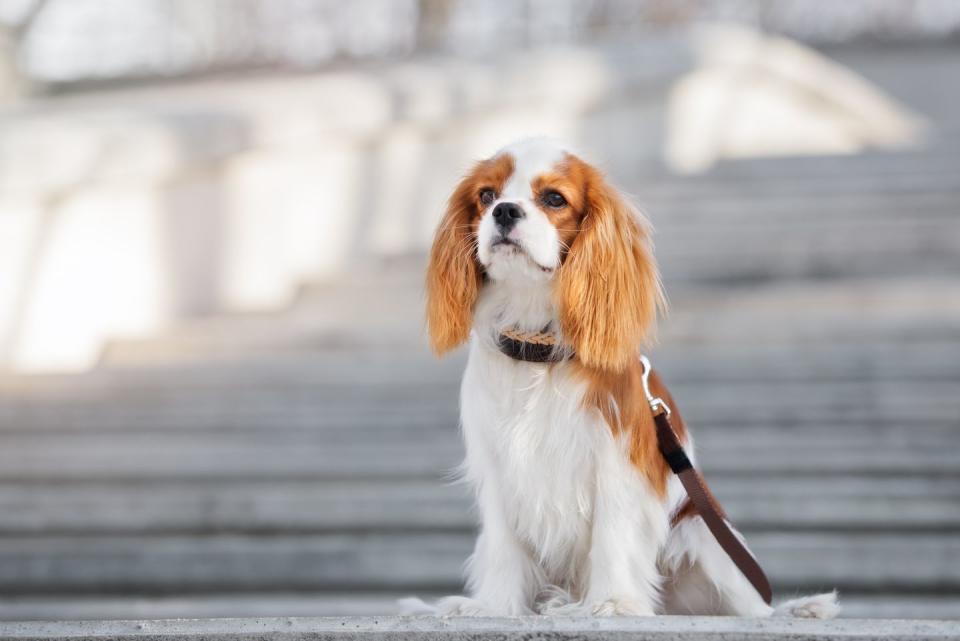 1) Cavalier King Charles Spaniel