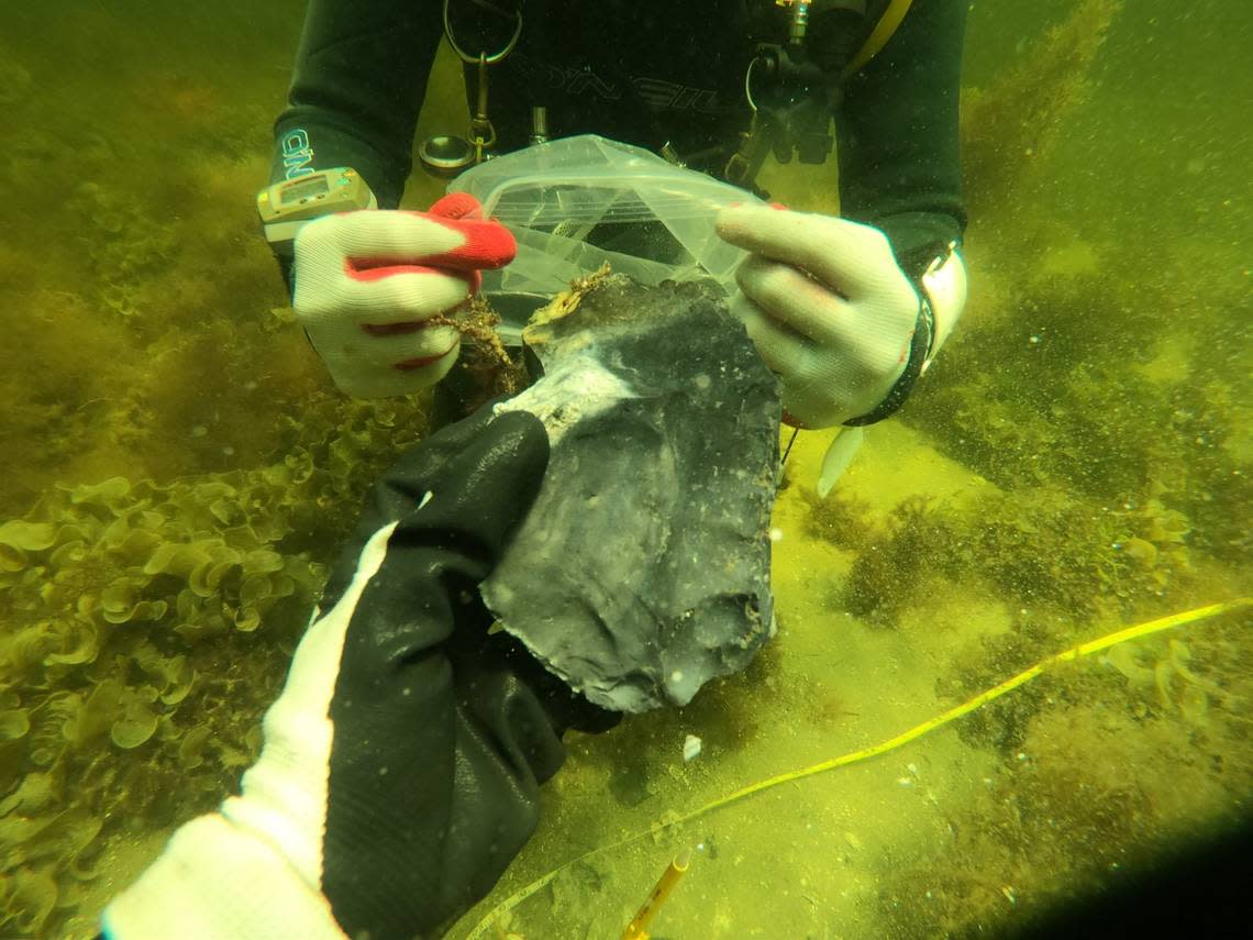 Underwater archaeologists excavate a knife in the Gulf of Mexico.