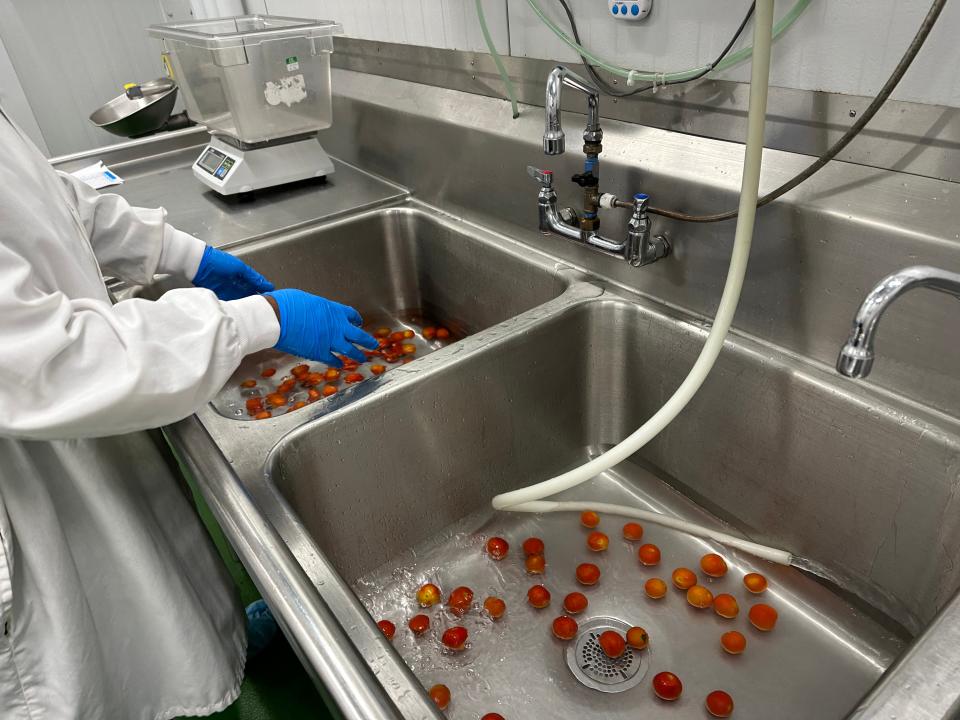 Cherry tomatoes getting cleaned before being chopped.