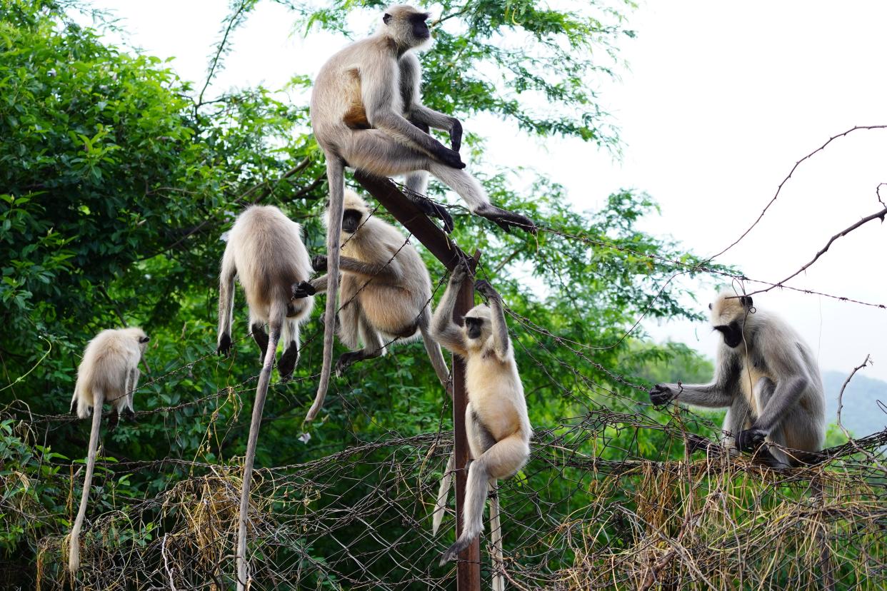 Langur monkeys