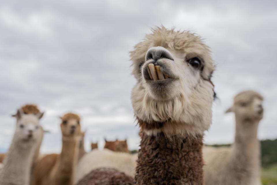 An alpaca shows its teeth