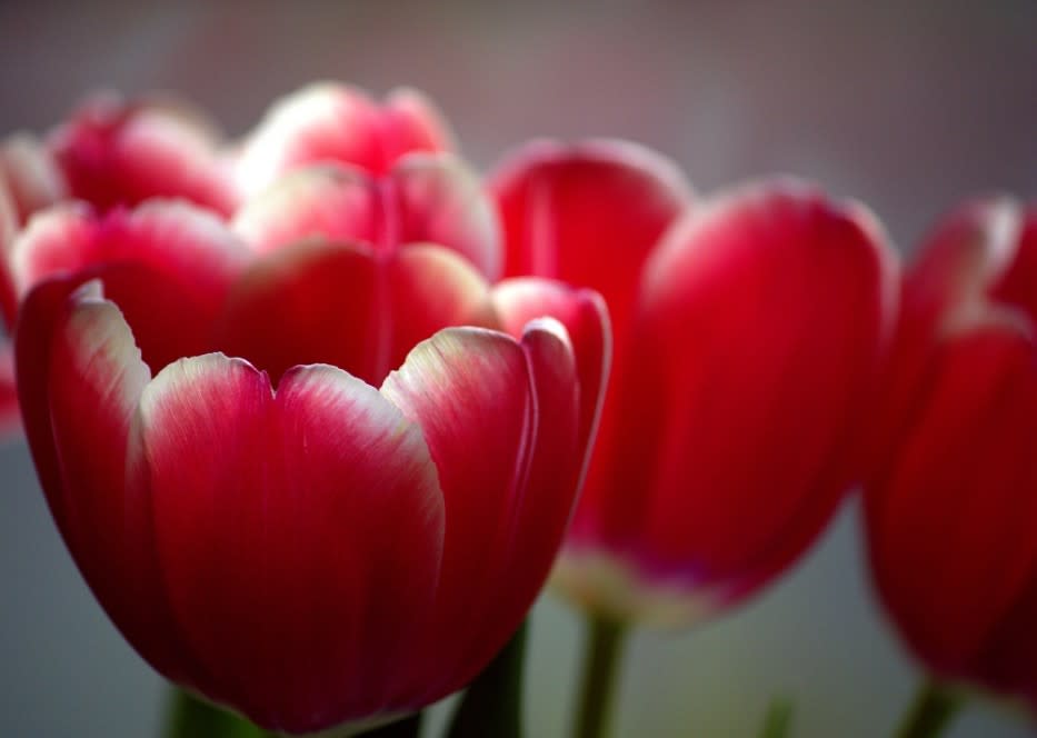 Up close Tulip