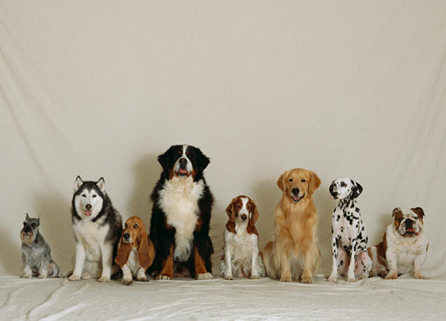 what are the newest breeds of dogs