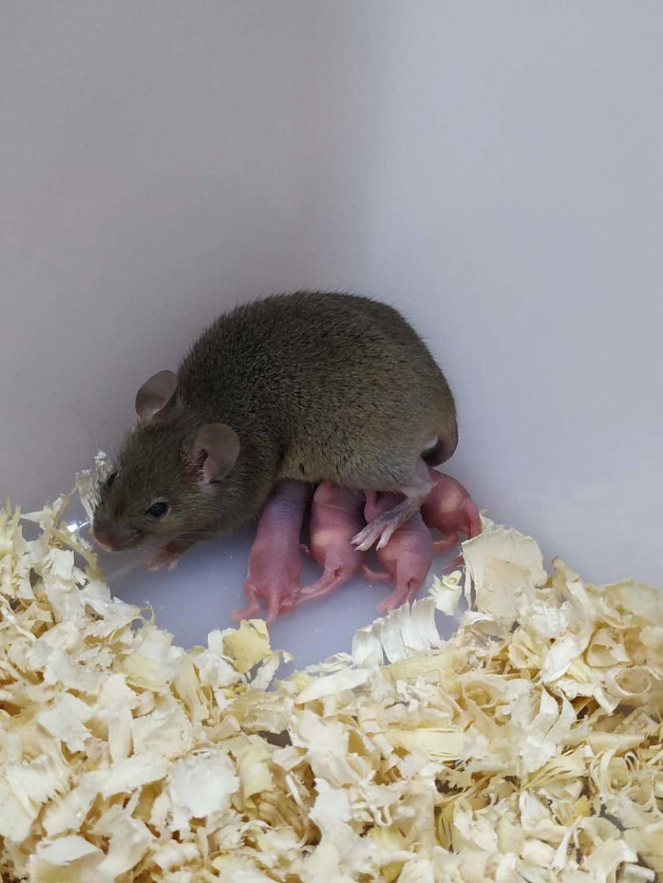 <div class="inline-image__caption"><p>The parthenogenetic mouse and the offspring. The parthenogenetic mouse exhibited normal reproductive performance as an adult.</p></div> <div class="inline-image__credit">Yanchang Wei</div>