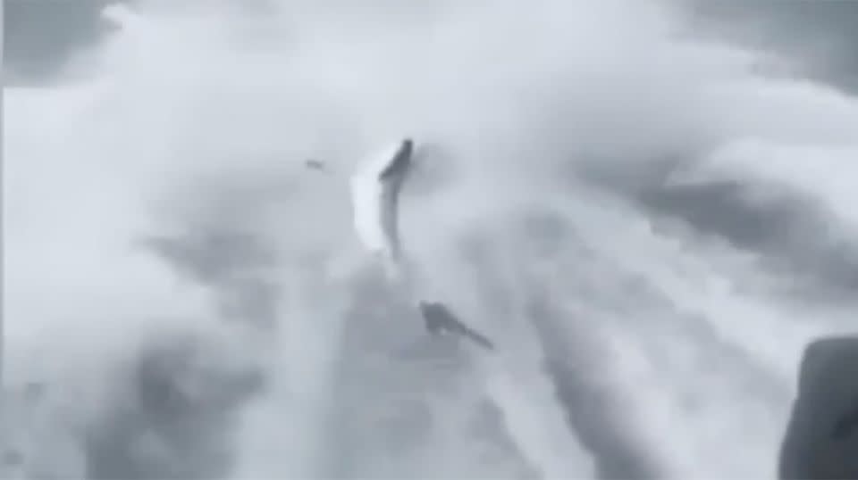 Wildlife experts have condemned a group of young fishermen who dragged a shark behind their speedboat. Source: Instagram