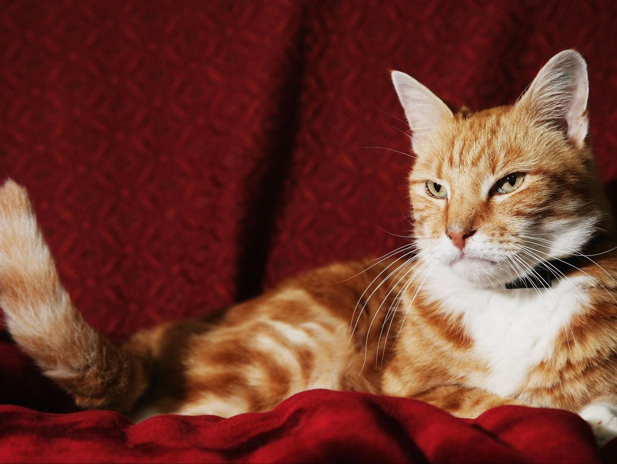 Marmalade was found thanks to its microchip but if a cat is killed in the street it may be disposed of without checks (Getty Images)