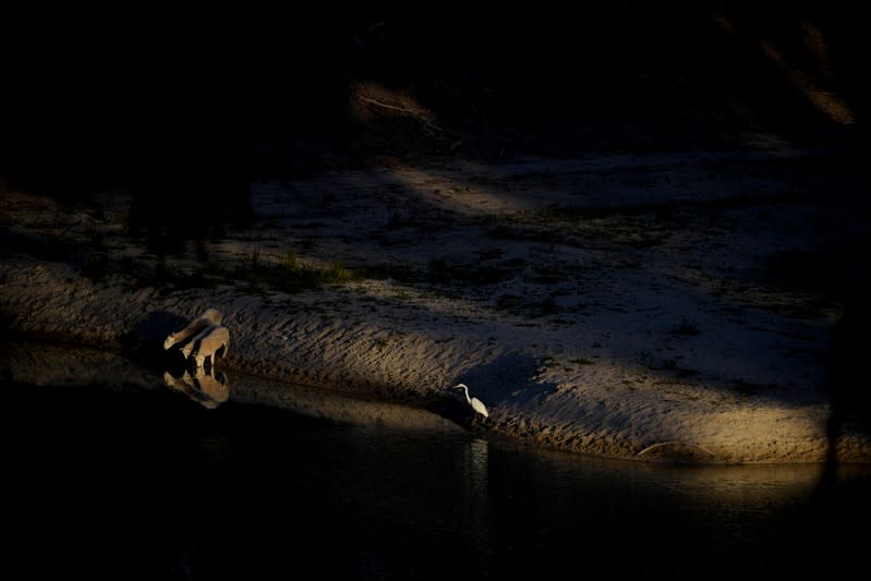 The Wider Image: Thirst turns to anger as Australia's mighty river runs dry