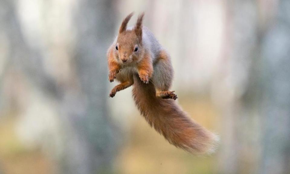 Red squirrel.