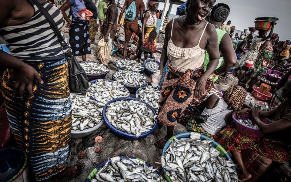 Locally caught fish arrive in Tombo Port, Sierra Leone - Simon Townsley/The Telegraph