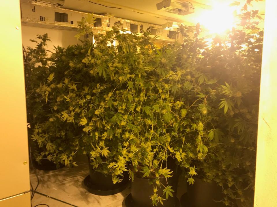 A picture of a grow house before it was dismantled by local drug agents